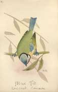Natural History Illustrations