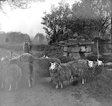 Sheep, Jowetts Farm, Cawthorne
