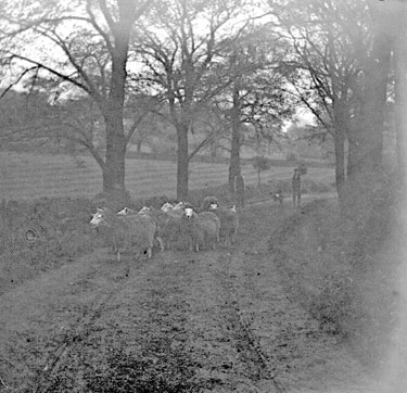 Sheep, Jowetts Farm, Cawthorne