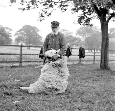 Sheep Shearing, Fenay Grange