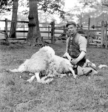 Sheep Shearing, Fenay Grange