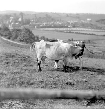 Cows in field, near Ruswarp, North Yorkshire