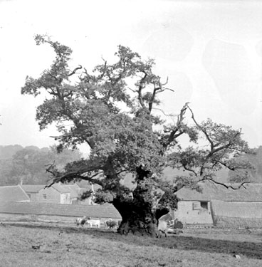 Oak Tree, Bretton West