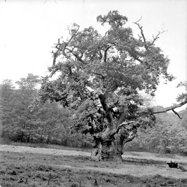 Oak Tree, Bretton West