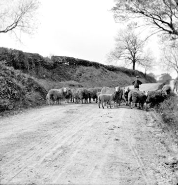 Sheep in the road near Flash House, Cawthorne