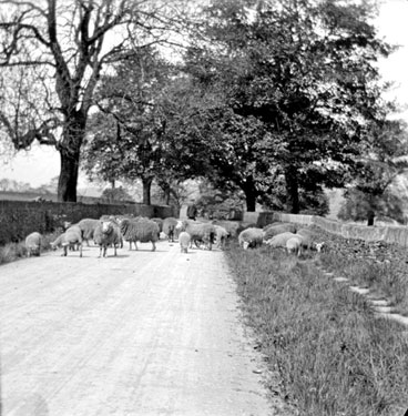 Sheep in the road near Flash House, Cawthorne