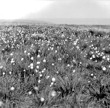 Cotton Grass, Scammonden