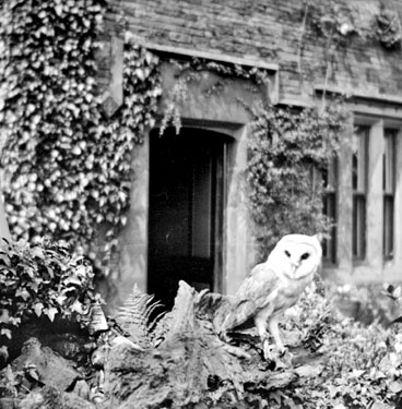 Barn Owl, Cawthorne