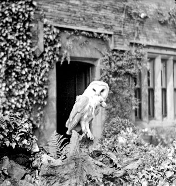 Barn Owl, Cawthorne
