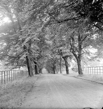 Avenue of Lime Trees near Banks Hall, Cawthorne