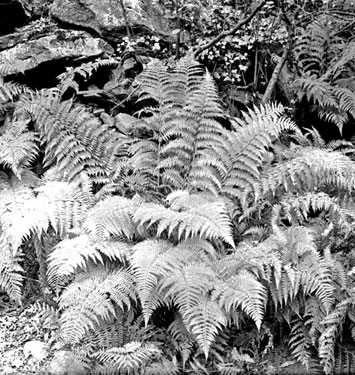 Ferns at Bradshaw Dyke, Holmfirth