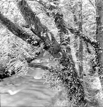 Trees and River, Rhydycroesau
