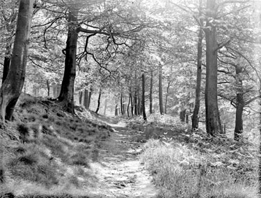 Farnley Wood