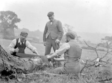Men sawing tree