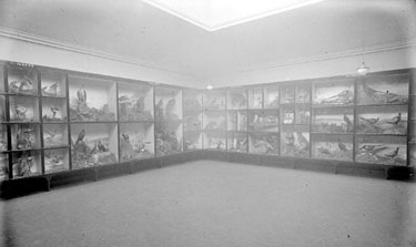 Bird room, Tolson Museum