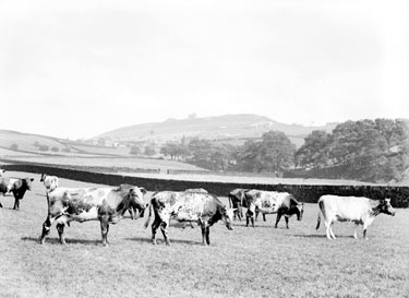 Cows in field, Castle Hill