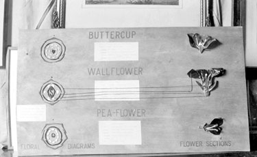 Floral Diagrams, Bagshaw Museum, Batley