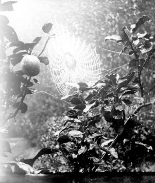Cobweb in fruit tree, garden