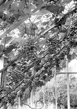 Grapes in greenhouse at Fenay Hall