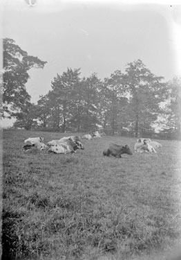 Cattle at Fenay Hall, Fenay Bridge