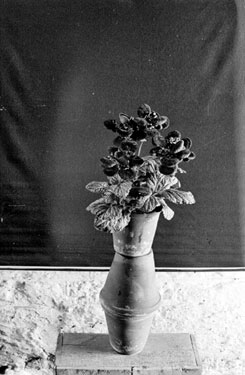 Flowers (Gloxina) in a vase at Fenay Hall