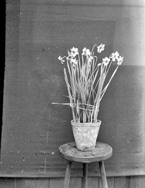 Plant (Narcissus) at Fenay Hall