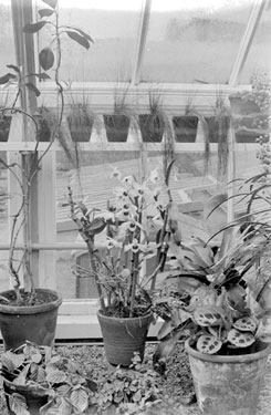 Plant (Dendrobium nobilis?) at Fenay Hall