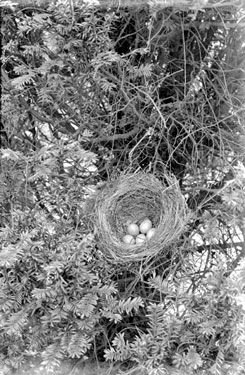 Nest at Fenay Hall
