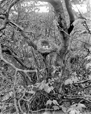 Blackbirds nest, Cawthorne, Barnsley
