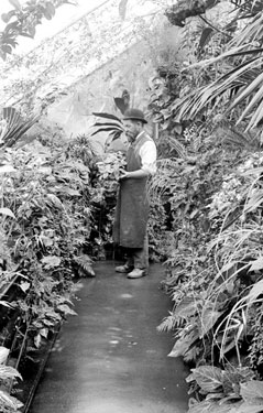 Man in greenhouse at Fenay Hall