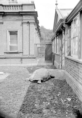 Tortoise at London Zoo