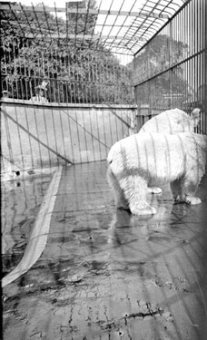 White bears at London Zoo