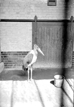 Marabou stork at London Zoo