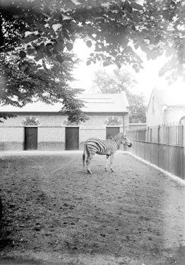 Zebra, London Zoo