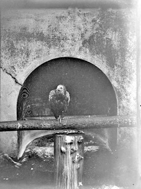 Egyptian Vulture, London Zoo
