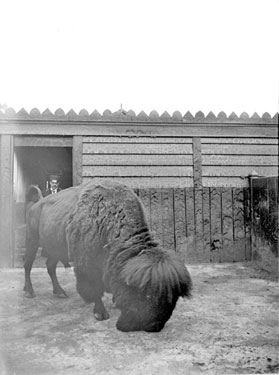 Bison, London Zoo