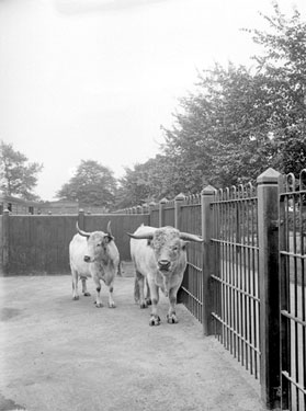 Bull and cow, London Zoo