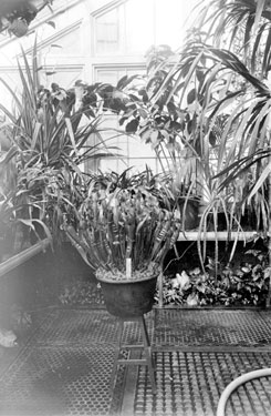 Sarucesise Shioceno Plant, Kew Gardens