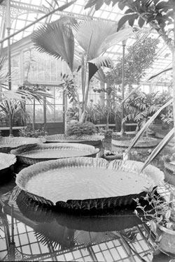 Victoria Regis Plant, Kew Gardens