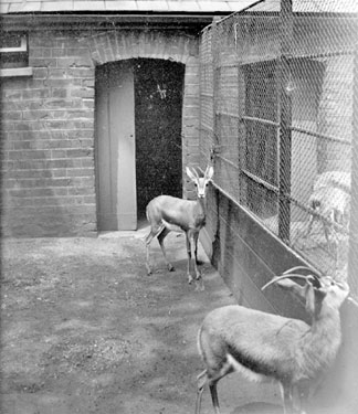 Egyptian Gazelle, London Zoo