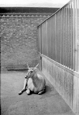Wapiti Deer, London Zoo