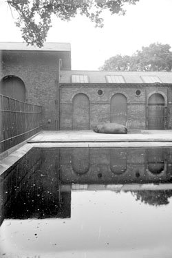 Hippopotamus, Regent's Park Zoo