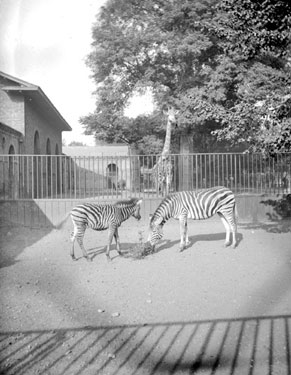 Zebras, Regent's Park Zoo