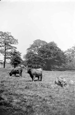 Aberdeen cattle at Cannon Hall