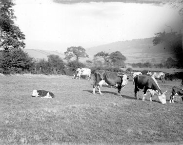 Cattle at Fletcher House, Almondbury, Huddersfield