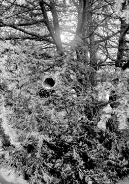 Thrush's nest in Larch Tree, Cannon Hall