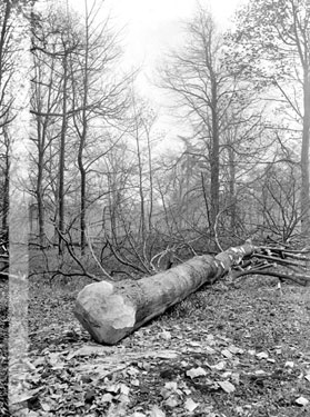 A felled tree in Savile Wood
