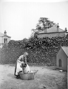 Woman washing dog in tub in garden