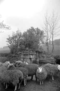 Sheep herding at Fowetts Farm