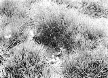 Grouse nest in grass